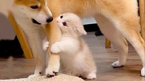 Приколы с котами! Самые смешные животные! Топ-1 приколов с котами и кошками