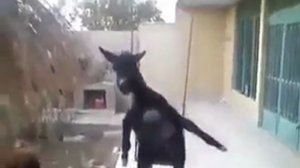 ара вай вай