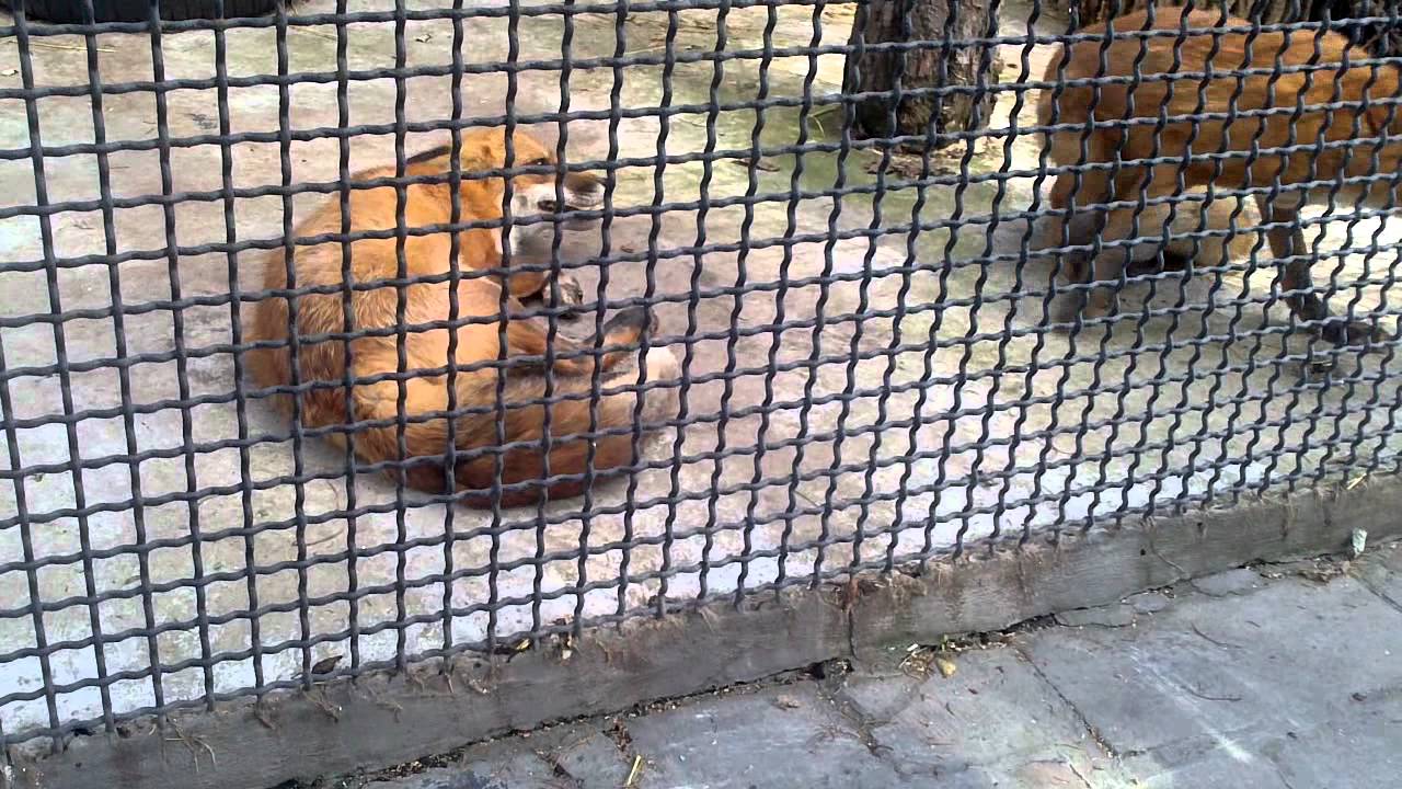 Лисичка стонет (fox crying) смотреть онлайн