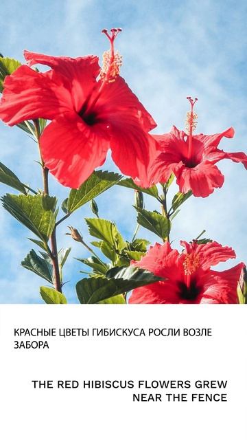 Гибискус смотреть онлайн
