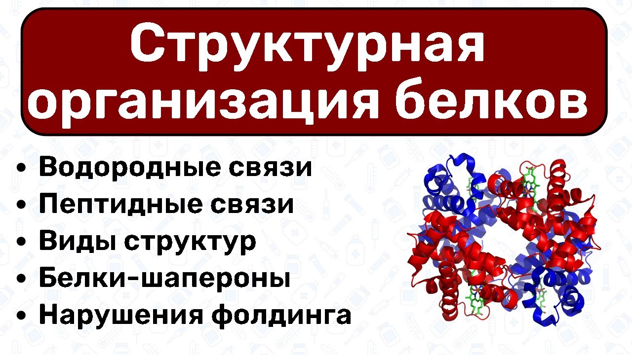Структурная организация белков / БИОХИМИЯ белков, биохимия аминокислот, белки теплового шока смотреть онлайн
