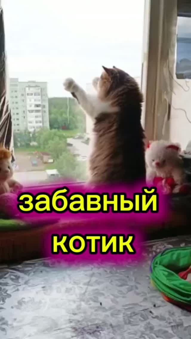 Кошки с озвучками.