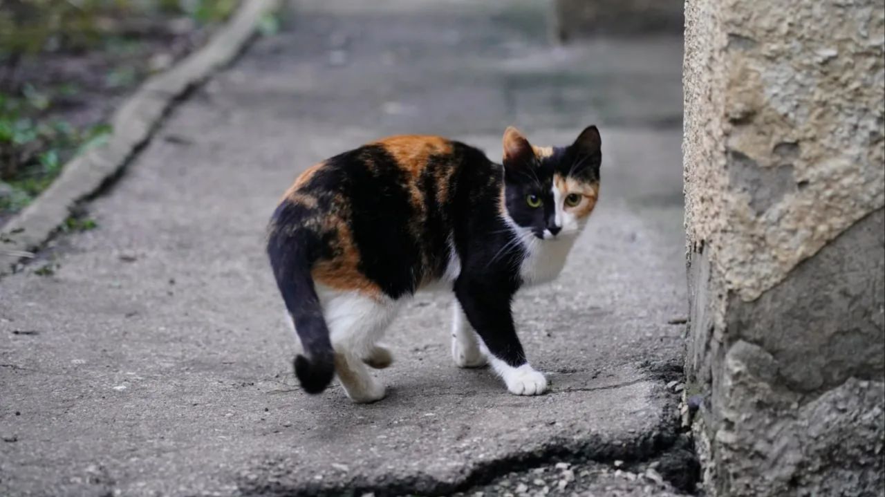 День котенка. Такое утро