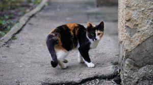 День котенка. Такое утро