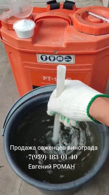 Саженцы винограда  +7(959)-183-01-40 Евгений РОМАН