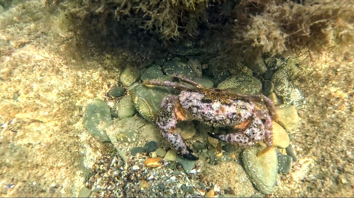 Под водой, морские жители, ландшафты с шутками смотреть онлайн