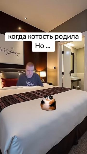 Котость