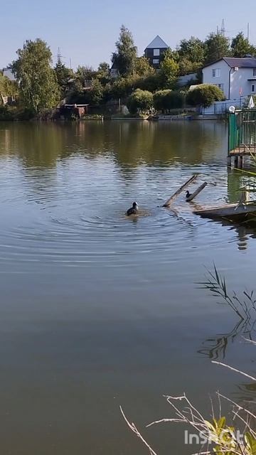 не утки смотреть онлайн