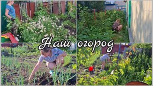 ОГОРОД 🌺 ПОЛИВ И ПРОПОЛКА 🌺 МОЙ САД