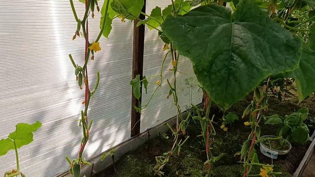 Июль месяцкак увеличить урожай ОГУРЦОВ и продлить плодоношение до осени 