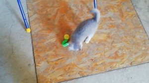 Наш котёнок играет с игрушкой нарисуйкой для котят. 🐈👍