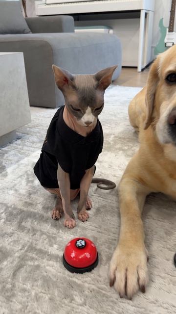 А Дени хороший учитель 😁