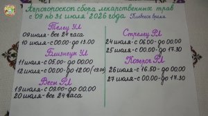 Когда Собирать Лекарственные Травы в Июле 2026 Года?