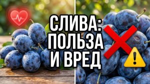 Хватит есть сливу неправильно! Главные запреты