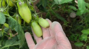 Вершинная гниль привет👋 В теплице  🍅сплошной пересорт🤣