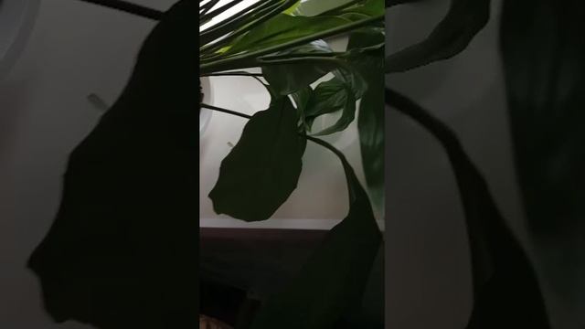 хз что делать смотреть онлайн