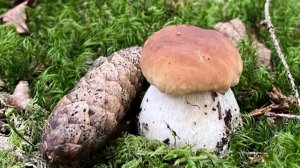 Грибная охота, Ленинградская область