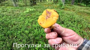 Прогулки за грибами. Второй березнячек.