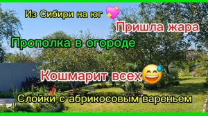 10-07-2026//Кубань//Переехали из Сибири на юг /Жара/Кошмарит всех/Работаю в огороде/Выпечка слойки//