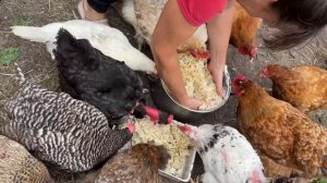 🐔 Куры на даче без лишнего труда! Огромный сбор яиц и рекордный урожай овощей 🍅🥒