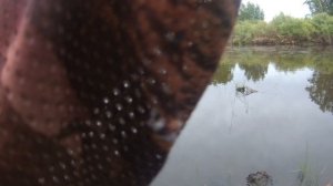 Нарвался на Крупняк под Вечер. Рыбалка на поплавок  на лугах. Ловля карася и язя