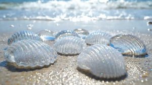 АСМР УСПОКАИВАЮЩИЙ Ловля и приготовление стеклянных моллюсков 🐚✨