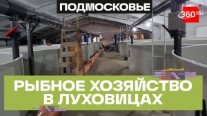 Рыбное хозяйство в Луховицах увеличивает объемы