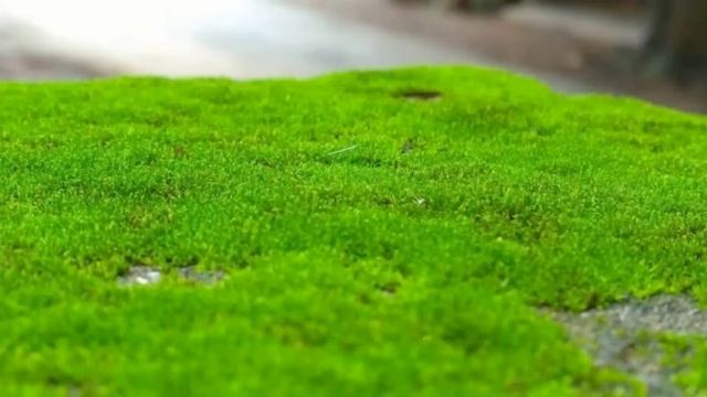 Обыкновенное чудо смотреть онлайн