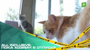 Поселить питомца в зоогостиницу или оставить под присмотром няни?