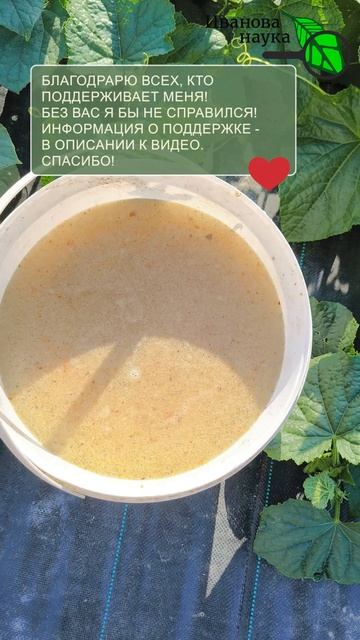 🥒 Собрал 3 БОЧКИ огурцов! Секретная подкормка в холод и дождь 🌧️ Дайте ЭТО огурцам даже в непогоду