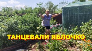 139.Подсыпали дорожки, станцевали «Яблочко».