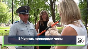 Проверка чипов продолжается