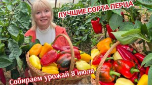УРОЖАЙ ПЕРЦА собираем корзинами ЛУЧШИЕ СОРТА не подвели в холодное лето