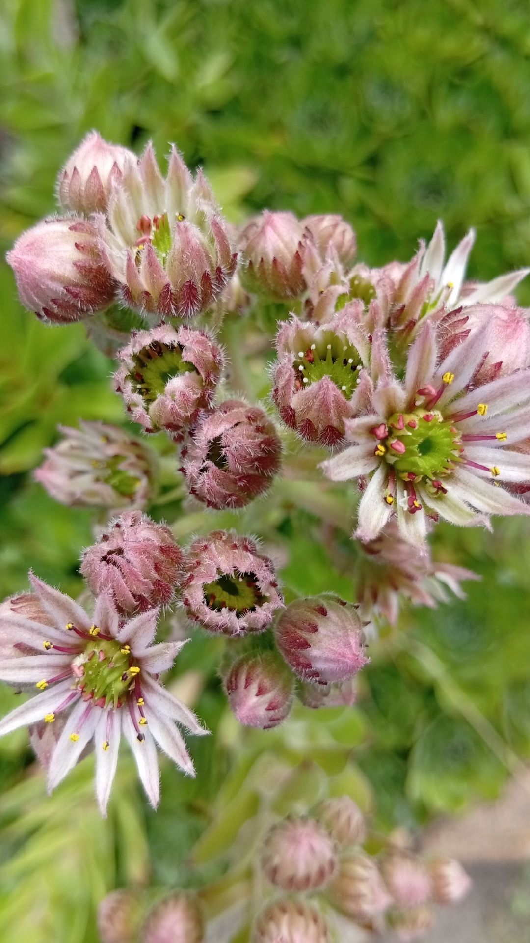 КАМЕННАЯ РОЗА НАКОНЕЦ-ТО ЗАЦВЕЛА В НАШЕМ САДУ #plants #gardening #shorts  #цветы #дача #сад