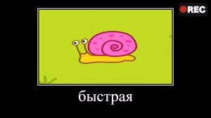 ТРИ кита и одна кошка. ПОЛНАЯ РЖАКА 🤣 RYTP  😂