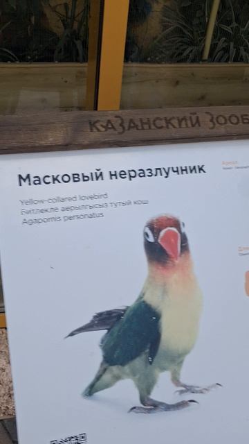 животные в зоопарке