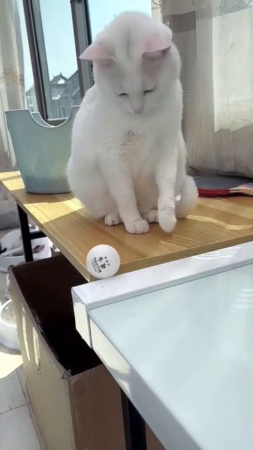 Funny cat смотреть онлайн