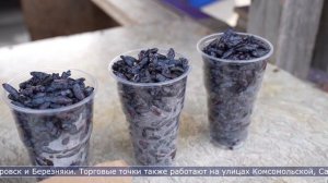 09.07.2026 В Южно-Сахалинске работает более 10 мест для реализации урожая дачников