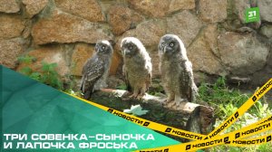 Три совенка-сыночка и лапочка Фроська. В Челябинском зоопарке начался бэби-бум