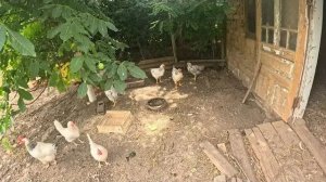 Наталья Губарева. ДОМАШНИЕ ДЕЛА ПО ХОЗЯЙСТВУ ⧸ ЖИЗНЬ В ДЕРЕВНЕ #villagelife