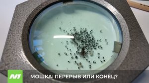 Мошка: перерыв или конец? Мнение эксперта НВГУ
