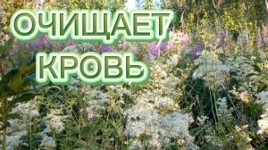 Таволга очищает кровь.Рецепт проверенный годами