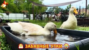Забавные утки мускусные и пекинские на свободном выгуле со своими друзьями ч.(412) ❣️🤗😂