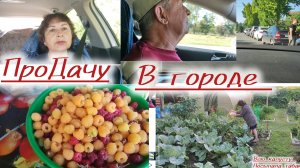 В город, не заправились, на даче капуста, малина.