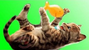 ПРИКЛЮЧЕНИЕ МАЛЕНЬКОГО КОТЕНКА мультик игра для маленьких детей! игровой мультфильм новы