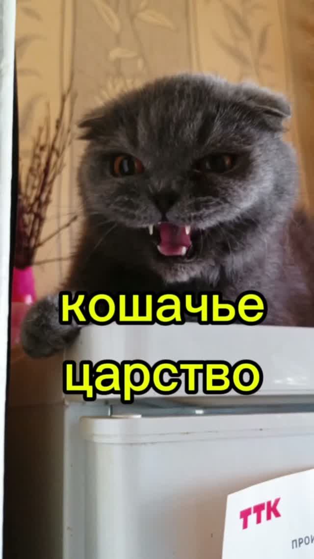 Забавные кошки.