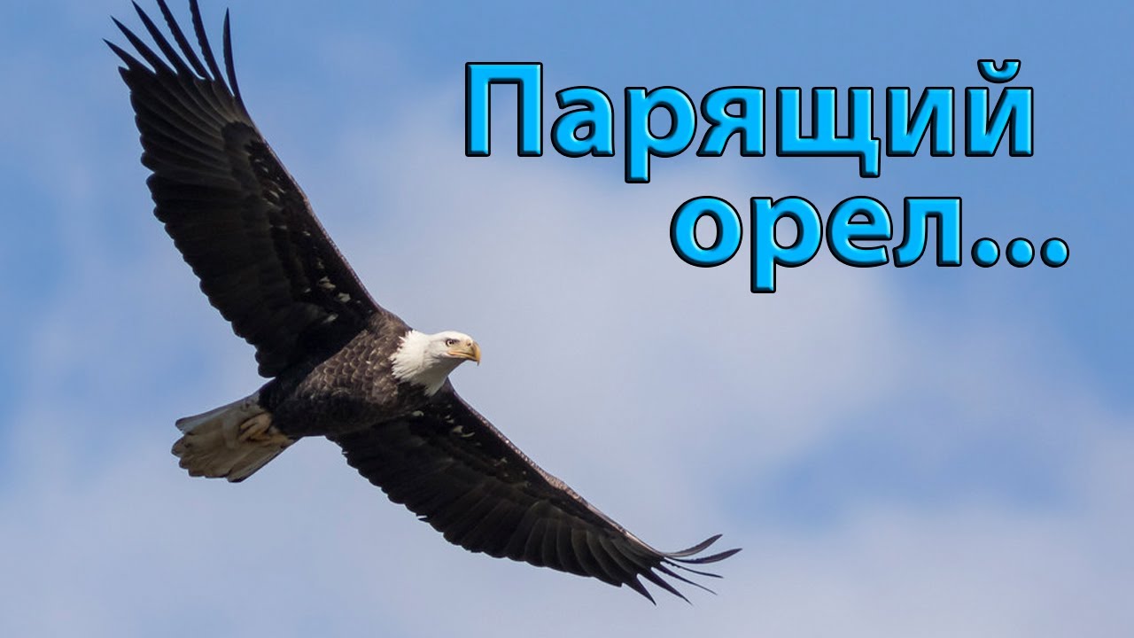 Парящий орел ... Музыка Павла Ружицкого смотреть онлайн
