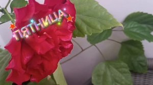 Доброй пятницы. хороших. выходных.....