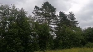 На пасеке.