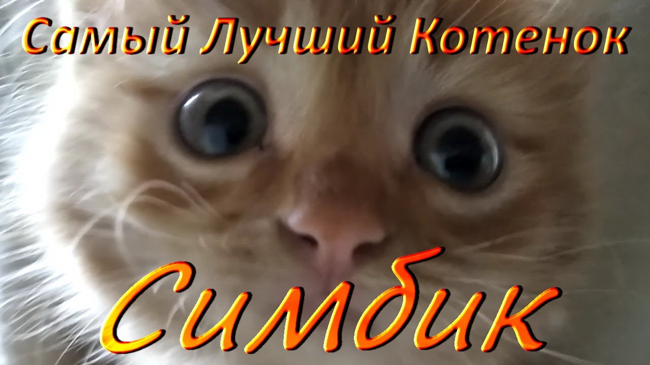 Самый Лучший в мире котенок / Успокаивающий Симба смотреть онлайн